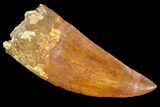 Fossil Carcharodontosaurus Tooth, Serrated - Morocco #110404-1